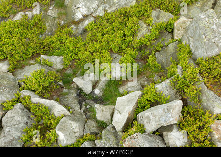 La myrtille (Vaccinium myrtillus) buissons poussant parmi les rochers, Stiperstones National Nature Reserve, Shropshire, au Royaume-Uni, en mai. Banque D'Images