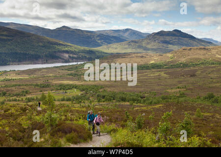 Les promeneurs sur sentier à travers la régénération de bouleau verruqueux (Betula pendula) Creag Meagaidh woodland, réserve naturelle nationale, Badenoch, Écosse, Royaume-Uni, juin 2012. Banque D'Images