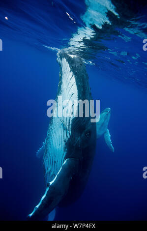 Baleine à bosse (Megaptera novaeangliae) la mère et son veau en arrière-plan. Tonga, Pacifique Sud, septembre. Banque D'Images