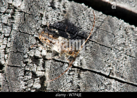 Petit longicorne à pointe d'épine (Agapanthia hispidus) Très petit longicorne asiatique qui est dit à ressembler à un oiseau tomber comme camouflage, West Sussex, England, UK, Septembre Banque D'Images