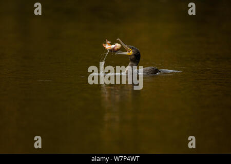 Cormoran (Phalacrocorax carbo) manger un perchoir, Cheshire, Royaume-Uni, octobre Banque D'Images