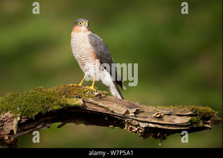 Fauve (Accipiter nisus) mâle adulte. L'Écosse, au Royaume-Uni, en mars. Banque D'Images