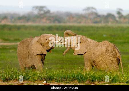 L'éléphant africain (Loxodonta africana) lutte contre les hommes. Le Parc national Amboseli, au Kenya. Banque D'Images