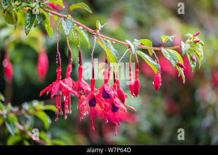 En fleurs fuchsia à l'état sauvage, île de Skye, Royaume-Uni Banque D'Images