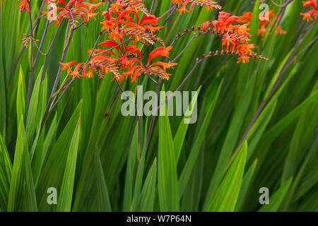 Crocosmia fleurs en fleur, Milborne Port, Somerset, Royaume-Uni Août Banque D'Images