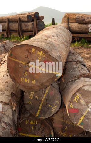 Bois de feuillus à grande échelle avec l'extraction de bois de sciage en cours de préparation pour le chargement sur des camions qui vont récolter du bois de chantier de bois situé à l'intérieur du Parc National de Lopé. Transport par voie maritime s'effectue à partir de Libreville, Gabon. 2009 Banque D'Images