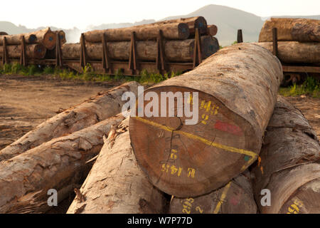 Bois de feuillus à grande échelle avec l'extraction de bois de sciage en cours de préparation pour le chargement sur des camions qui vont récolter du bois de chantier de bois situé à l'intérieur du Parc National de Lopé. Transport par voie maritime s'effectue à partir de Libreville, Gabon. 2009 Banque D'Images