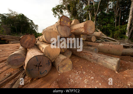 Bois de feuillus à grande échelle avec l'extraction de bois de sciage en cours de préparation pour le chargement sur des camions qui vont récolter du bois de chantier de bois situé à l'intérieur du Parc National de Lopé. Transport par voie maritime s'effectue à partir de Libreville, Gabon. 2009 Banque D'Images