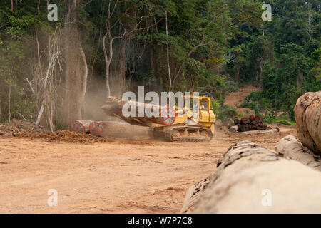 Bulldozer utilisé à grande échelle pour l'extraction de bois de feuillus avec des grumes en préparation pour le chargement sur des camions qui vont récolter du bois de chantier de bois situé à l'intérieur du Parc National de Lopé. Transport par voie maritime s'effectue à partir de Libreville, Gabon. 2009 Banque D'Images