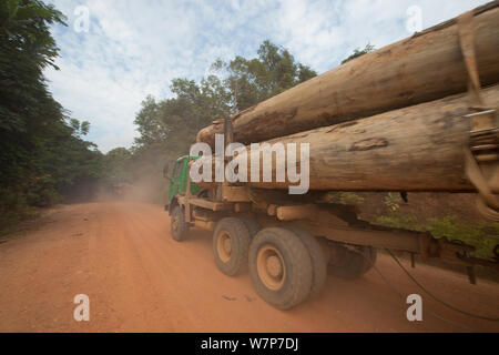 Les camions utilisés pour l'extraction de bois de feuillus avec des grumes prises de chantier de bois situé à l'intérieur du Parc National de Lopé. Transport par voie maritime s'effectue à partir de Libreville, Gabon. 2009 Banque D'Images