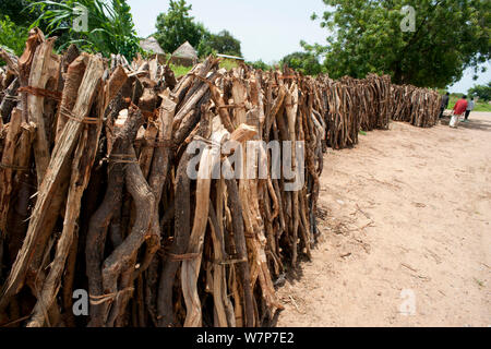 Chauffage récoltés à partir de la Parc National de Waza. Surveillance inefficace et manque de contrôles permettent aux commerçants entreprenants à déposer et ramasser du bois du parc national de Waza et environs, Cameroun, Septembre 2009 Banque D'Images