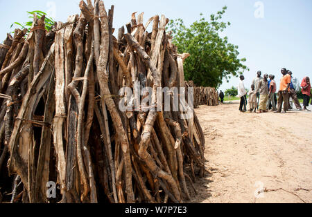 Chauffage récoltés à partir de la Parc National de Waza. Surveillance inefficace et manque de contrôles permettent aux commerçants entreprenants à déposer et ramasser du bois du parc national de Waza et environs, Cameroun, Septembre 2009 Banque D'Images