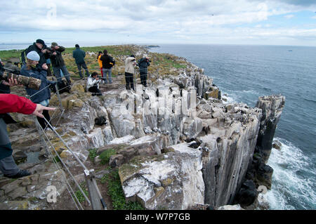 Les touristes et les photographes à côté falaise de nidification sur l'île de Farne intérieure, Northumberland, regarder la Mouette tridactyle (Rissa tridactyla), des Petits Pingouins (Alca torda) et Européens se tape (Phalacrocorax aristotelis), juin Banque D'Images