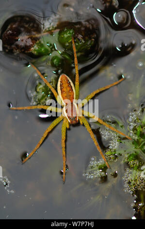 Raft / Swamp (araignées Dolomedes fimbriatus) sur surface de l'étang de lande, Arne, Dorset, UK, juillet. Banque D'Images