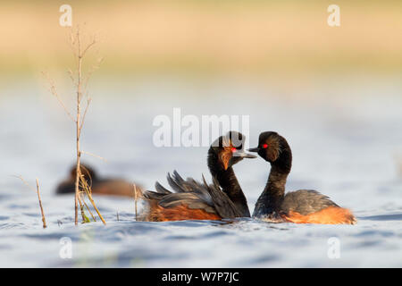 Grèbe à cou noir (Podiceps nigricollis) paire courting en préparation pour s'accoupler, la Dombes Lake area, France, Avril Banque D'Images