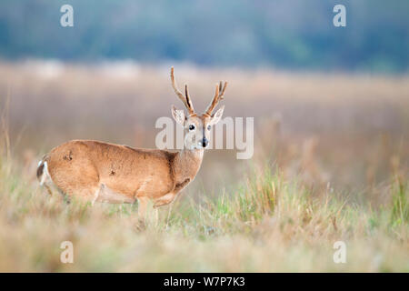 Le Cerf des Pampas Ozotoceros bezoarticus (mâle) Comité permanent portrait, le sud du Pantanal, Mato Grosso do Sul, Brésil Banque D'Images