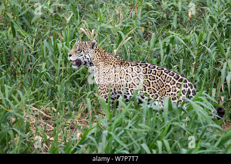 Jaguar (Panthera onca) Harcèlement criminel dans la végétation haute le long d'une rivière à la recherche de proies, Pantanal, Brésil. Banque D'Images