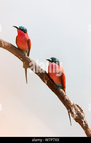 Carmine guêpiers (Merops nubicus) paire reposant sur branch, South Luangwa valley, Zambie, septembre Banque D'Images