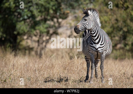 Le zèbre de Crawshay (Equus quagga crawshayi) dans la vallée de South Luangwa, en Zambie. C'est une sous-espèce du zèbre des plaines le sont très étroites et de stripes par rapport à d'autres formes du zèbre des plaines. Banque D'Images