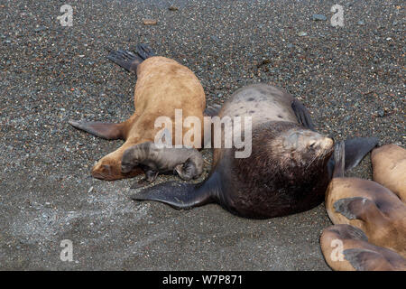 Otarie à fourrure du Nord (Callorhinus ursinus) masculin, féminin et nouveau né pup sur île Tyuleniy, Extrême-Orient russe, juin Banque D'Images