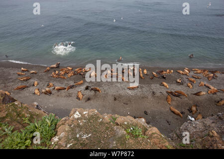 Les otaries à fourrure (Callorhinus ursinus) regarder sur colonie de reproduction avec des hommes, des femmes et des nouveaux-nés nés tous reposant sur l'Île Tyuleniy, Extrême-Orient russe, juin. Banque D'Images