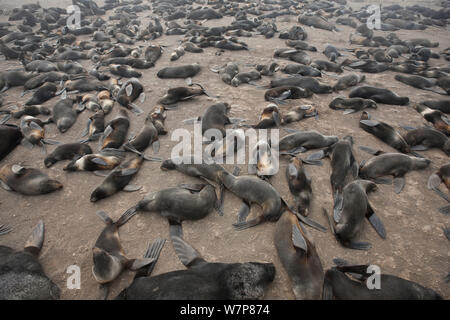 Les otaries à fourrure (Callorhinus ursinus) colonie de reproduction avec des hommes, des femmes et des nouveaux-nés nés tous reposant sur l'Île Tyuleniy, Extrême-Orient russe, juin. Banque D'Images