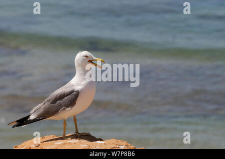 Pattes jaune de l'Atlantique (Larus michahellis) appelant comme il se dresse sur la falaise de grès avec la mer en arrière-plan, Praia da Rocha, Algarve, Portugal, juin. Banque D'Images