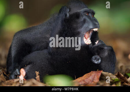 Les Célèbes / Black crested macaque (Macaca nigra) les mineurs jouer combats, le Parc National de Tangkoko, Sulawesi, Indonésie. Banque D'Images