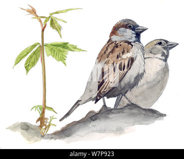 Illustration du Moineau domestique (Passer domesticus) paire. Crayon et aquarelle. Banque D'Images