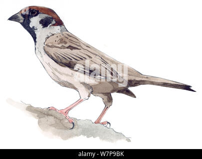 Illustration de l'Eurasian Tree Sparrow (passer montanus). Crayon et aquarelle. Banque D'Images