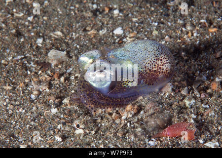 Peu de seiche / Squid Bobtail (Sepiola atlantica). Port de Maseline, Sark, Îles Anglo-Normandes, octobre. Banque D'Images