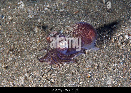 Peu de seiche / Squid Bobtail (Sepiola atlantica). Port de Maseline, Sark, Îles Anglo-Normandes, octobre. Banque D'Images