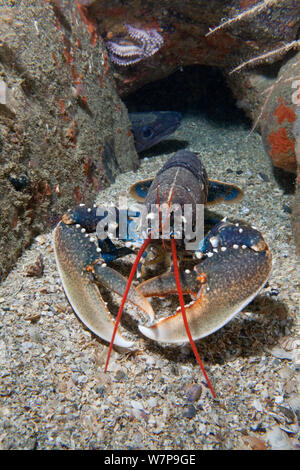 Le homard européen (Homarus gammarus) Les Dents, Sark, Îles Anglo-Normandes, juillet. Banque D'Images