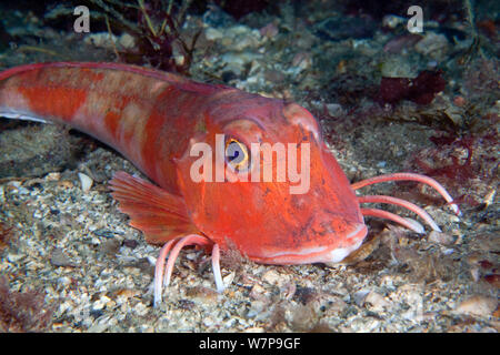 Le grondin rouge (Aspitrigla cuculus) / Chelidonichthys Les Dents, Sark, Îles Anglo-Normandes, juillet. Banque D'Images