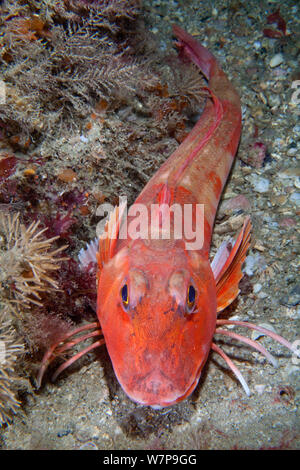 Le grondin rouge (Aspitrigla cuculus Chelidonichthys /). Les dents, Sark, Îles Anglo-Normandes, juillet. Banque D'Images