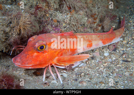 Le grondin rouge (Aspitrigla cuculus Chelidonichthys /). Les dents, Sark, Îles Anglo-Normandes, juillet. Banque D'Images