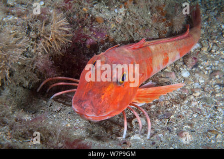 Le grondin rouge (Aspitrigla cuculus Chelidonichthys /). Les dents, Sark, Îles Anglo-Normandes, juillet. Banque D'Images