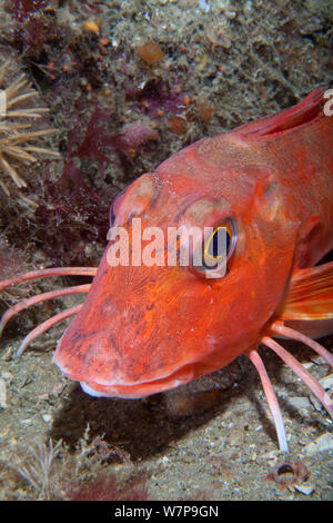 Le grondin rouge (Aspitrigla cuculus Chelidonichthys /). Les dents, Sark, Îles Anglo-Normandes, juillet. Banque D'Images