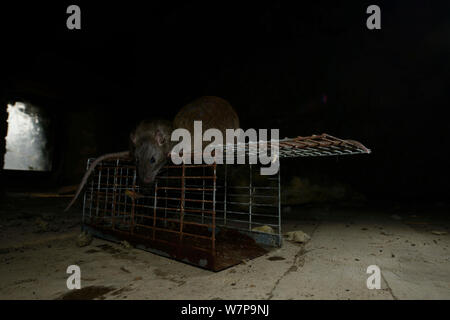 Enquête sur rat brun (Rattus norvegicus) piège France, Captive Février Banque D'Images