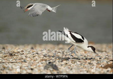 Avocette élégante (Recurvirostra avosetta) assailli par la sterne pierregarin (Sterna hirundo) Texel, Hollande peut Banque D'Images