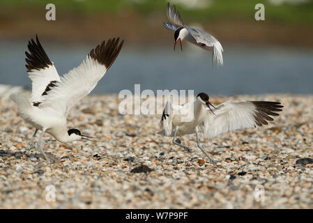 Avocettes (Recurvirostra avosetta) d'être assailli par la sterne pierregarin (Sterna hirundo) plus de nidification, Texel Holland peut Banque D'Images