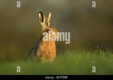 Lièvre d'Europe (Lepus europeas) portrait en herbe, UK Banque D'Images