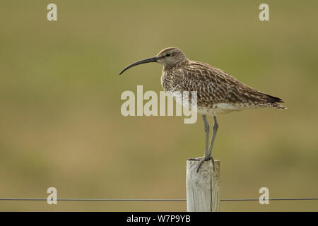 Courlis corlieu (Numenius phaeopus) profil sur piquet, l'Islande Juin Banque D'Images