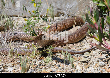 Cape (naja nivea) alerte mâle au refuge. deHoop Réserve Naturelle, Western Cape, Afrique du Sud, octobre Banque D'Images