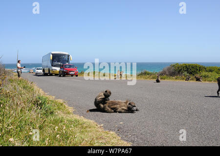 Babouin Chacma (Papio hamadryas ursinus) troop sur route avec le trafic touristique, Cape Point, parc national de Table Mountain, Cape Town, Afrique du Sud. Banque D'Images