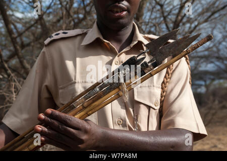 Les flèches empoisonnées confisqués utilisés dans le braconnage des éléphants, Mbirikani Chyulu Hills, du ranch de groupe Amboseli-Tsavo, écosystème, Kenya, octobre 2012 Banque D'Images