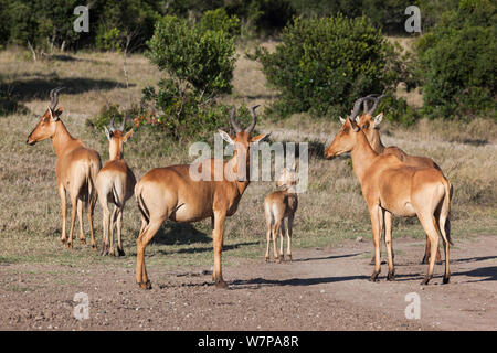 (Alcelaphus buselaphus Lelwel bubale lelwel) groupe familial, Ol Pejeta Conservancy, Laikipia, Kenya, Africa Banque D'Images