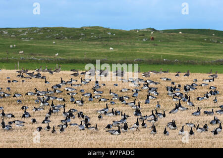 La bernache nonnette (Branta leucopsis) et d'oies rieuses (Anser albifrons), en champ de chaumes, Islay, Écosse, Royaume-Uni, octobre Banque D'Images