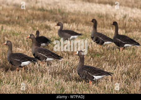 Oies rieuses (Anser albifrons) dans le champ de chaume, Islay, Écosse, Royaume-Uni, octobre Banque D'Images