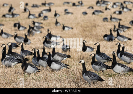 La bernache nonnette (Branta leucopsis) dans le champ de chaume, Islay, Écosse, Royaume-Uni, octobre Banque D'Images